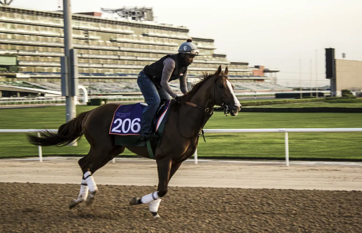 California Chrome | Mike Starling sports travel blog | Sports Tourism Media